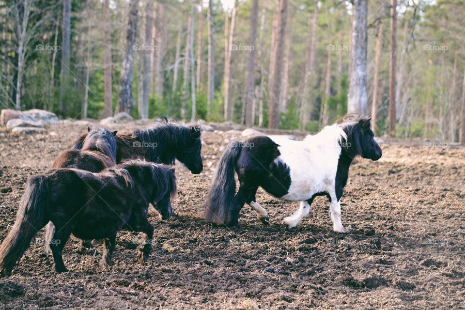 Pony horses