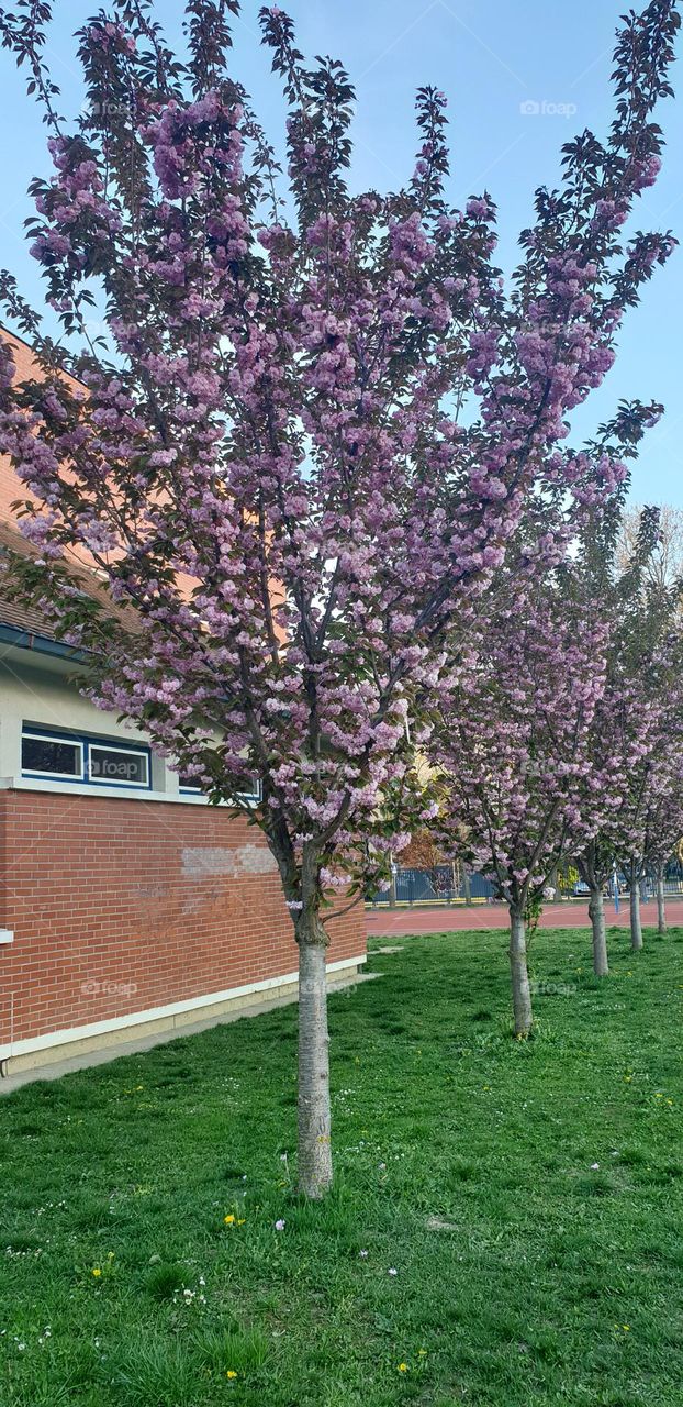 sakura in school playground