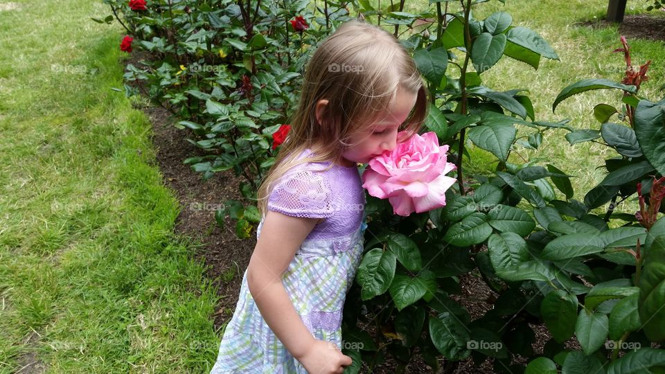 Little girl smelling a rose flower in garden