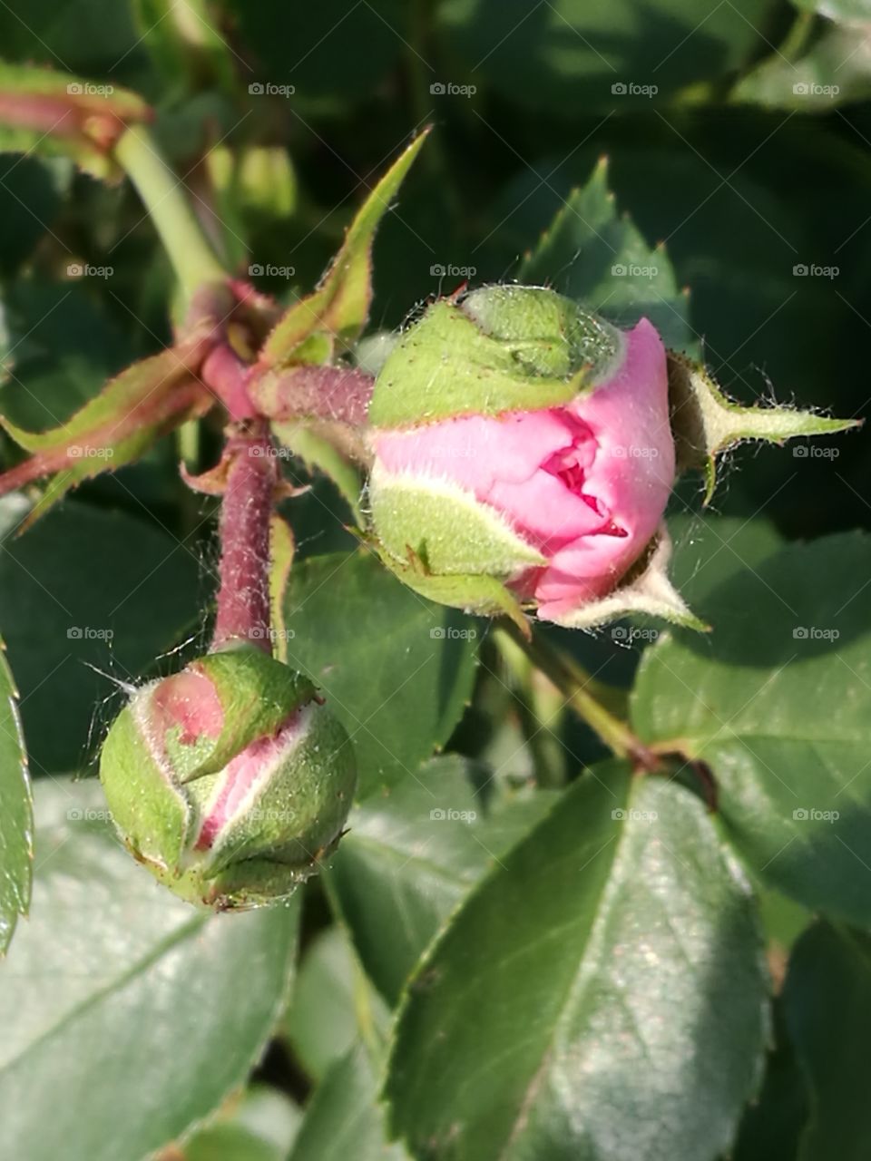Budding Pink Rose