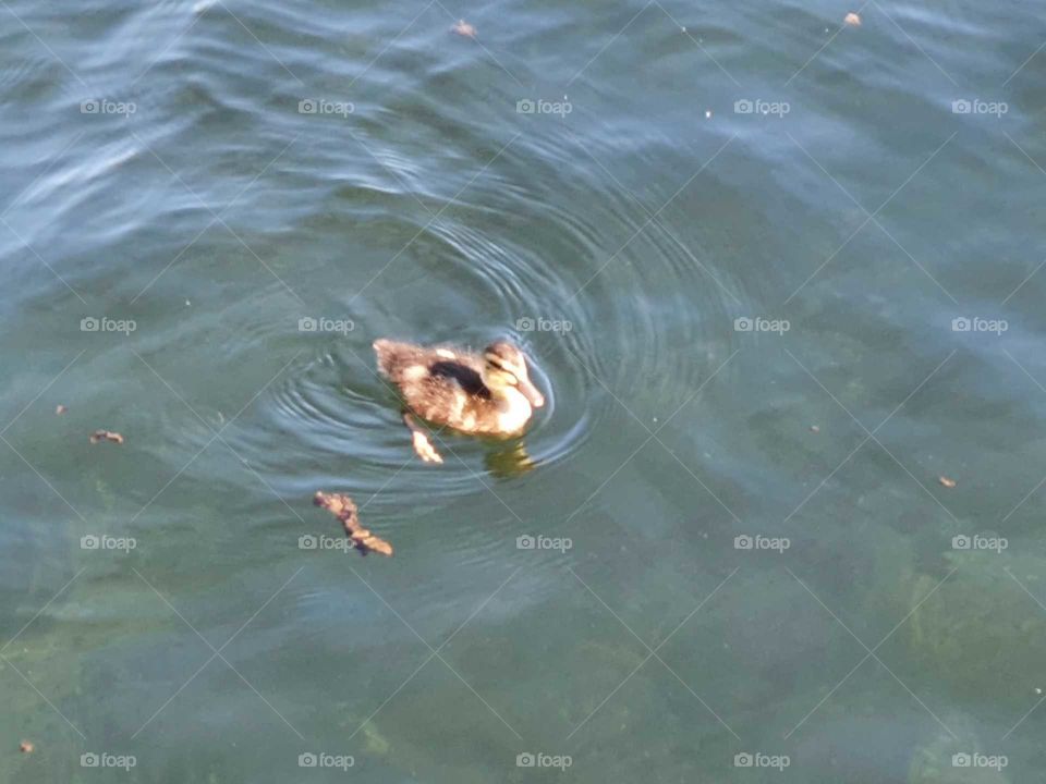Nog jong, klein eendje, lekker aan het zwemmen in het meer. Lente tijd in Nederland.
