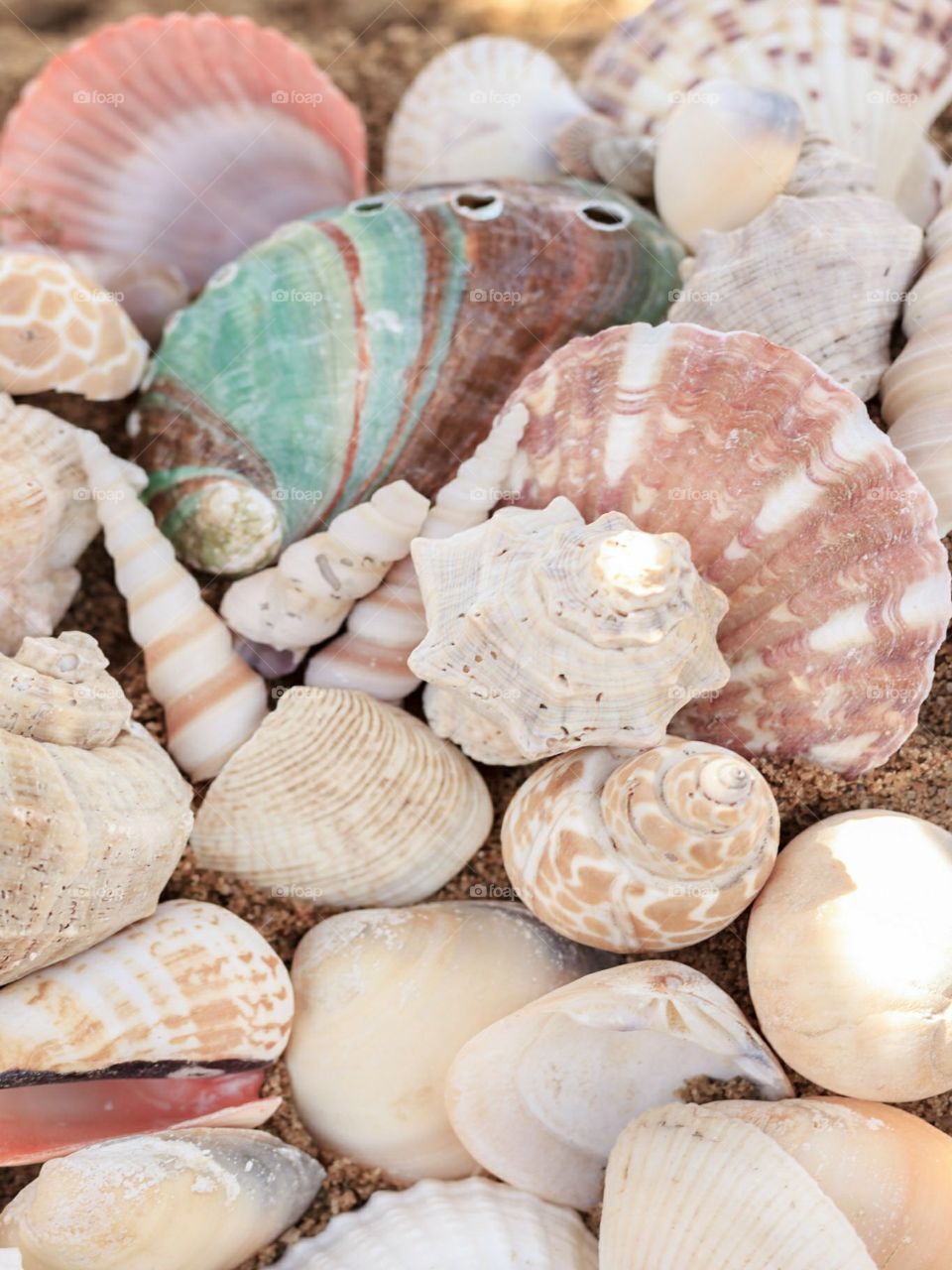 Varieties of sea shells