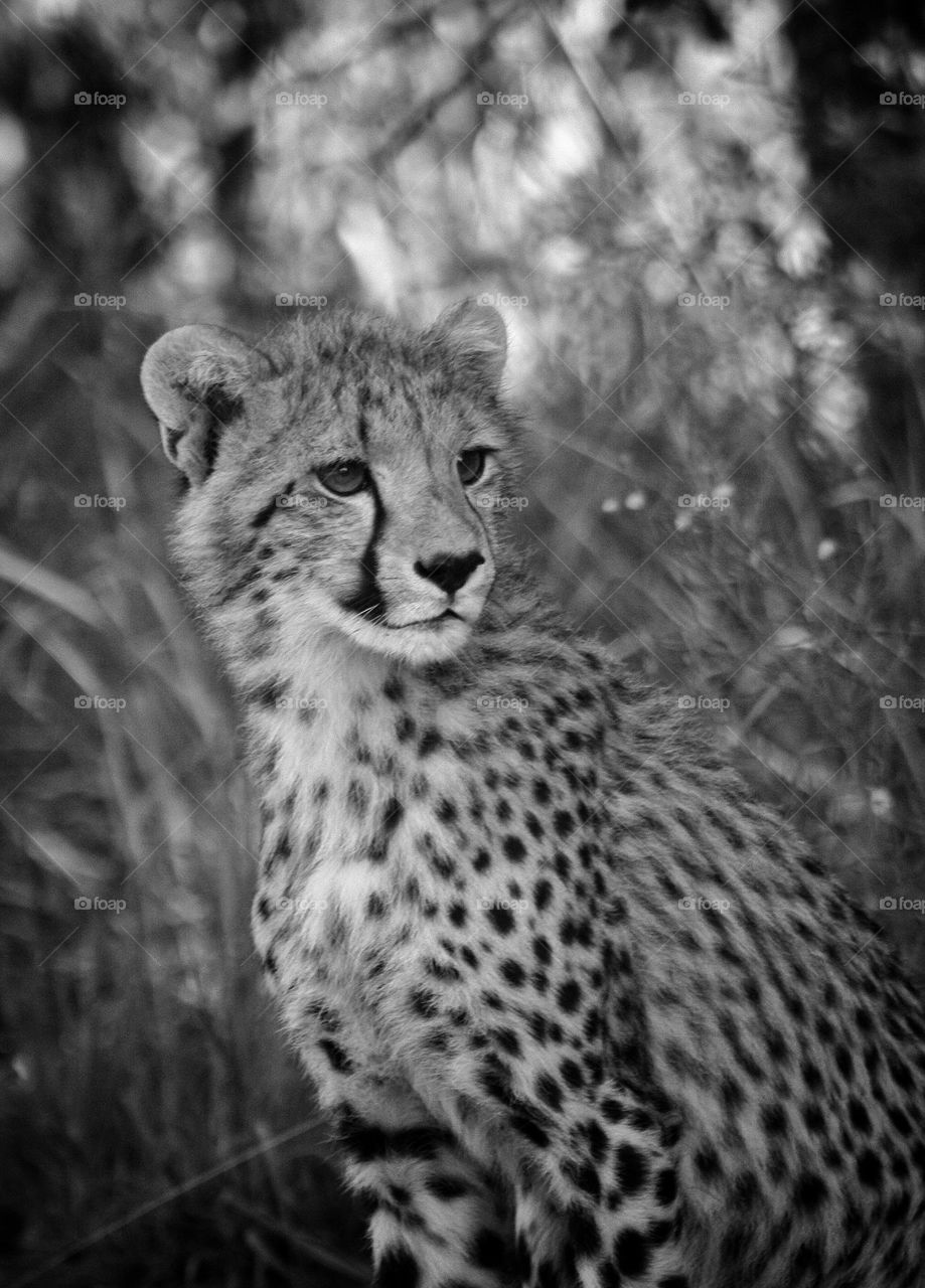 one of Rietvlei's cubs.read about in previous pick .