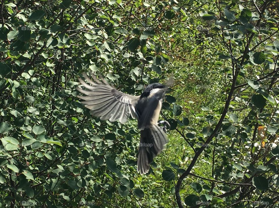 Bird, Nature, Wildlife, Tree, Animal