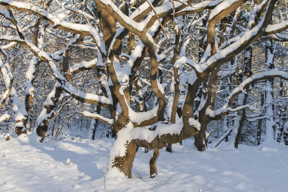 Dune forest in the winter