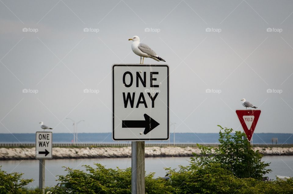 Seagulls on signs