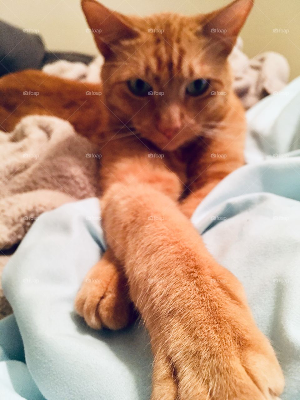 Cross pawed ginger kitty named Carmella 