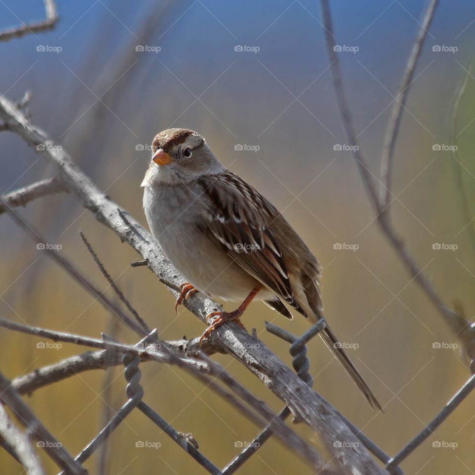 A Little Songbird sitting on a Branch