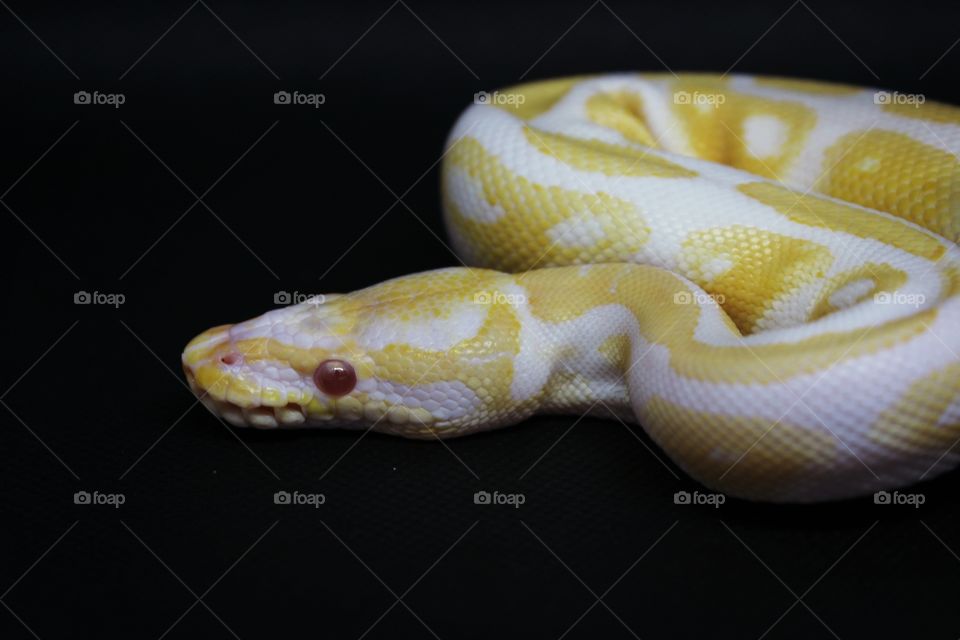 albino snake, black Background