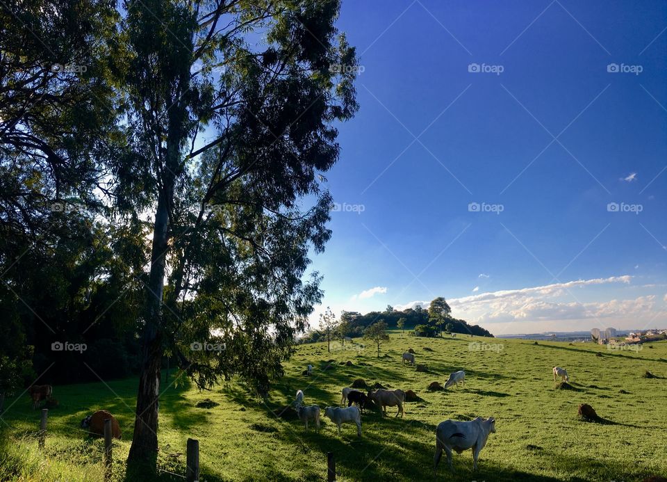 ‪Duas imagens interessantes da #SerraDoJapi. 
‪📸‬
‪#Fotografia #Natureza #Inspiração #Paisagem #Jundiaí ‬