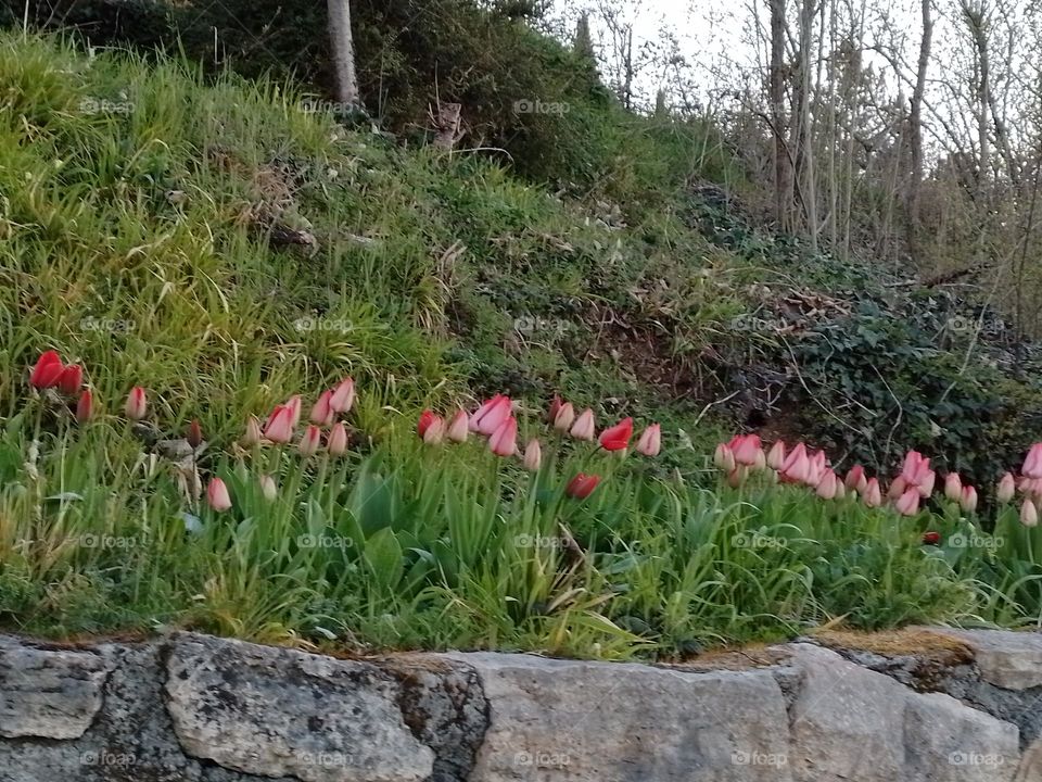 tulips