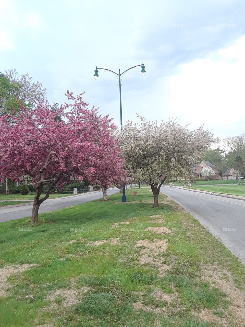 Spring Tree Blossoms with very blue sky along the roadway with lamppost