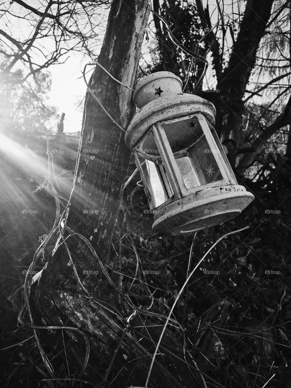 Lamp in Nature