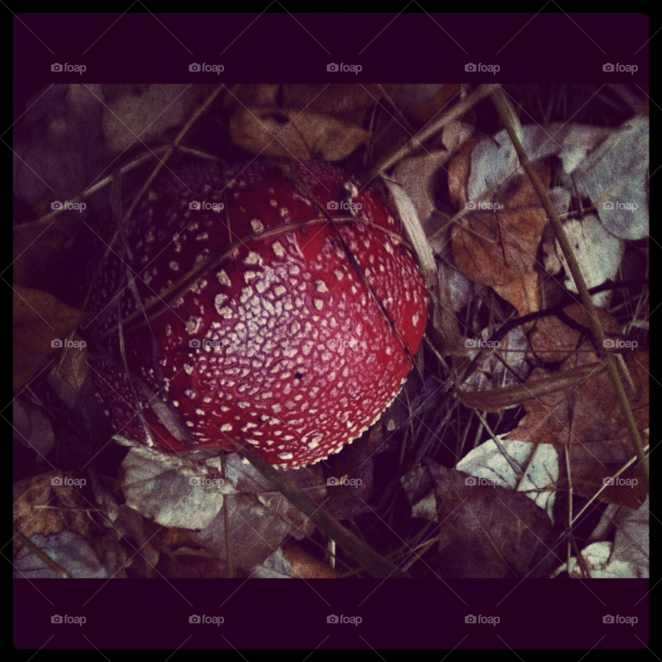 red leaves mushroom poison by calebjgress