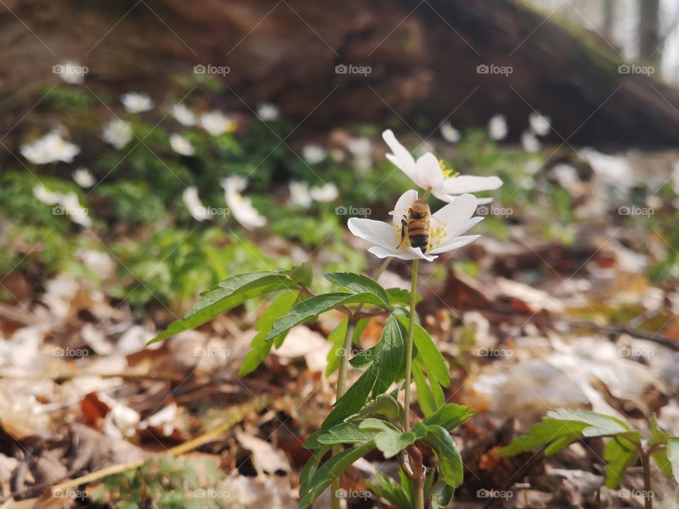 White anemones