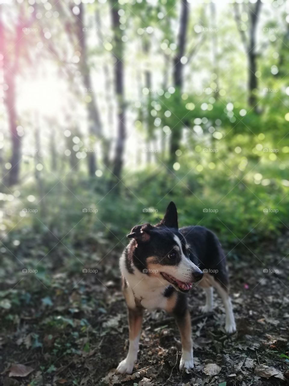 Süßer kleiner Hund im Wald Natur