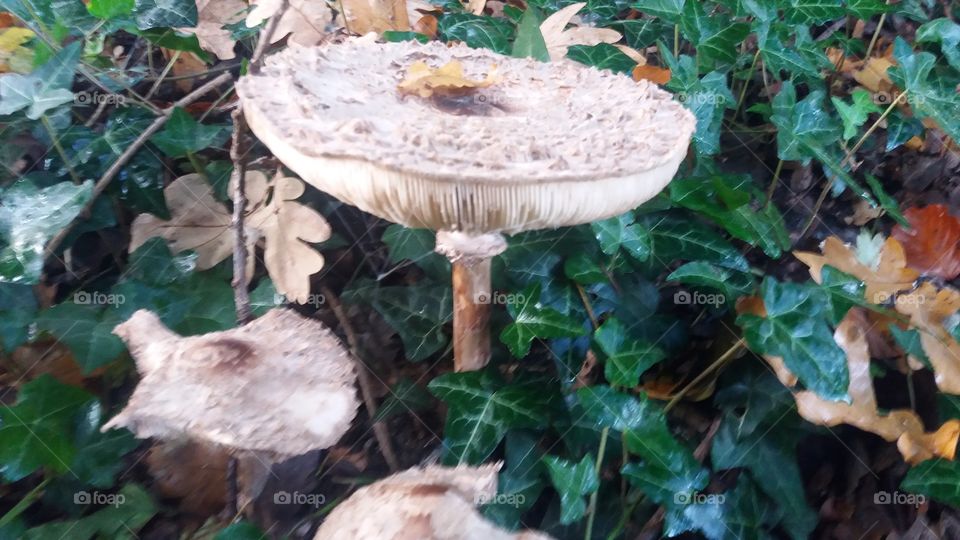 Mushroom, Fungus, Wood, Nature, Fall