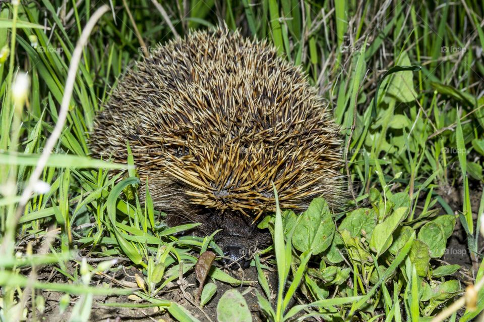 Hedgehog.