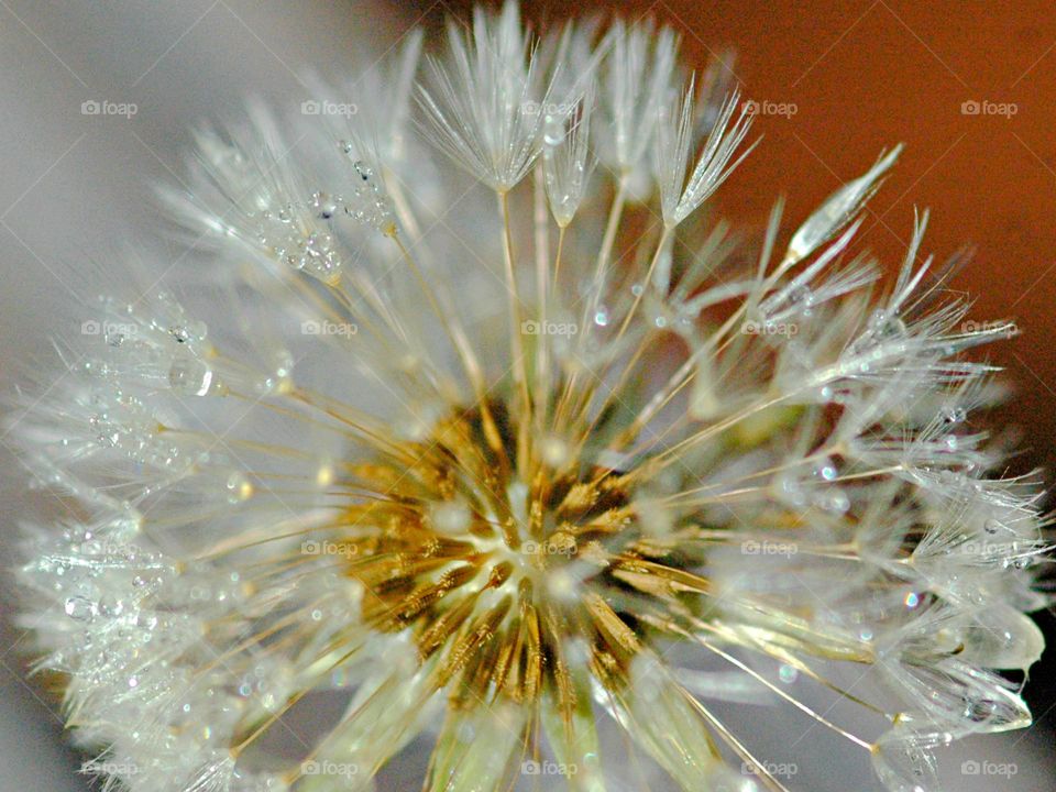 Best Macro Shot - Dandelion Head - The common dandelion is well known for its yellow flower heads that turn into round balls of many silver-tufted fruits that disperse in the wind.