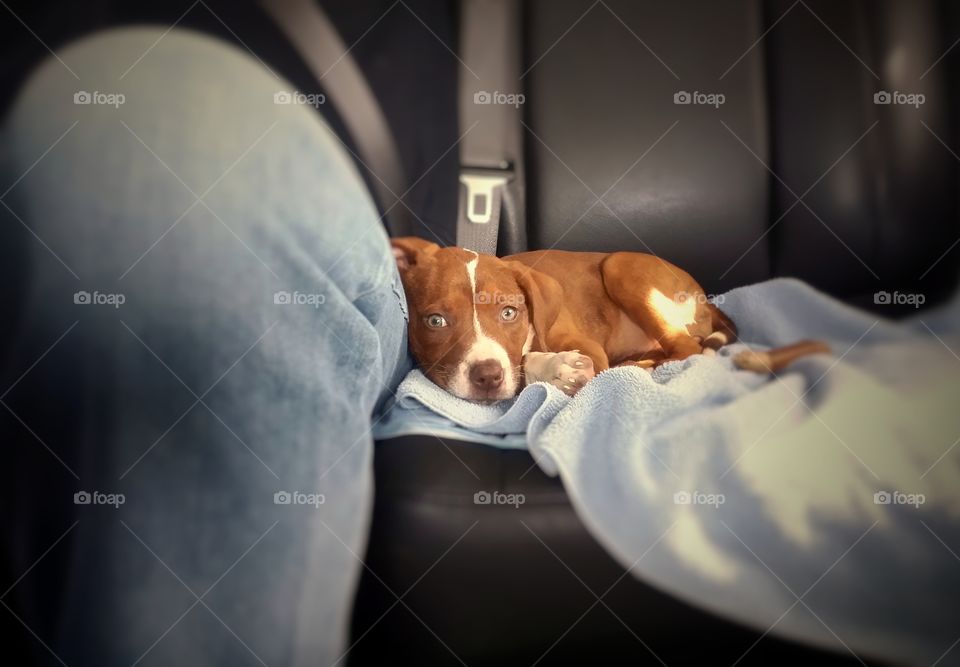 A small puppy riding in a car snuggled up on a blue towel sitting next to a person wearing jeans