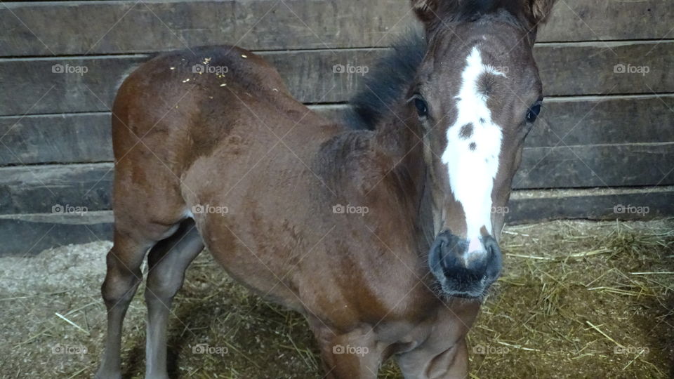 Newborn foal-horse
