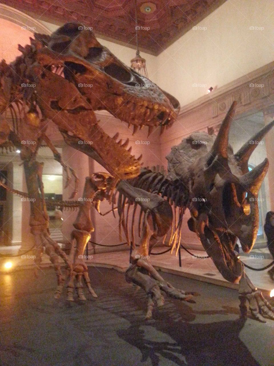 Dinosaur Skeletons - Tyrannosaurus and Triceratops.