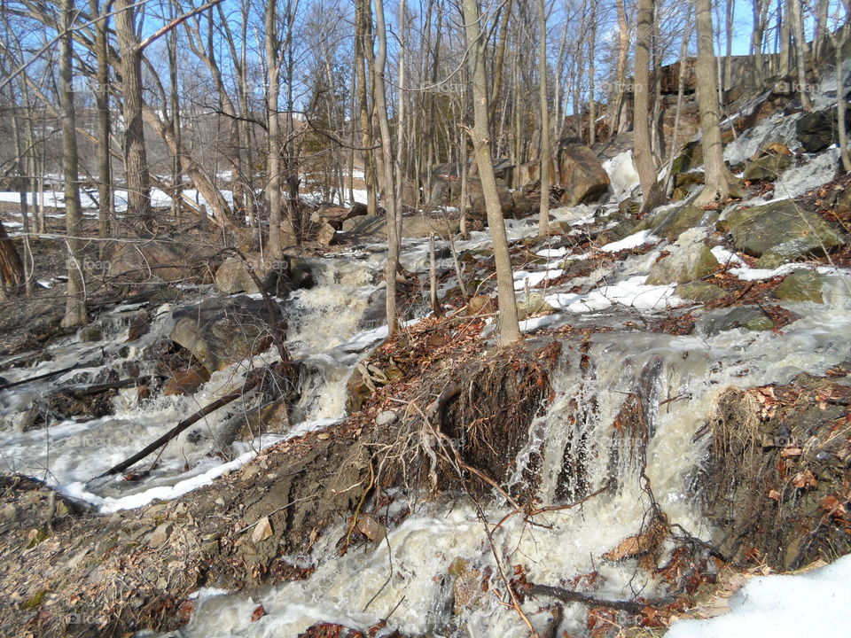 Flooded forest. Water flowing around trees in spring melt