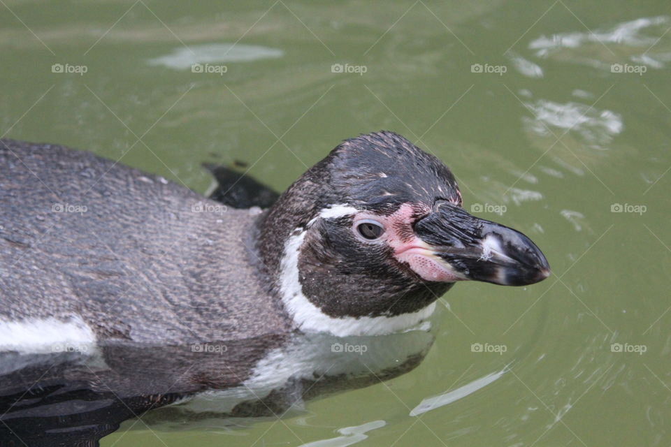 Humboldt penguin swimming