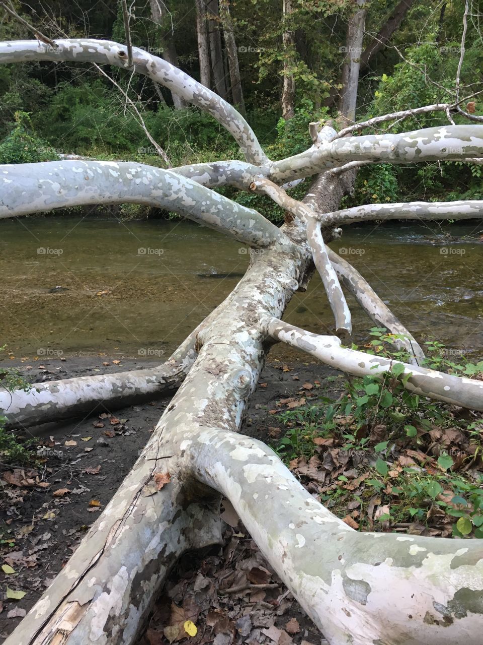 Fallen tree in CT in the fall