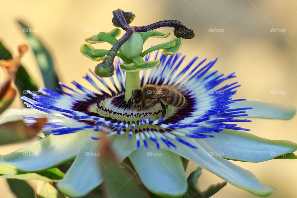 A bee collect pollen from beautiful pasiflora flower