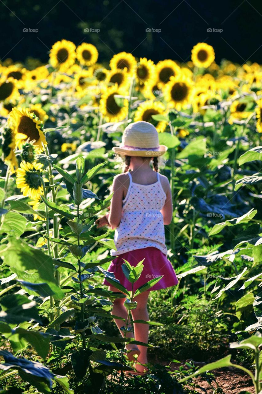 In A Sunflower Field
