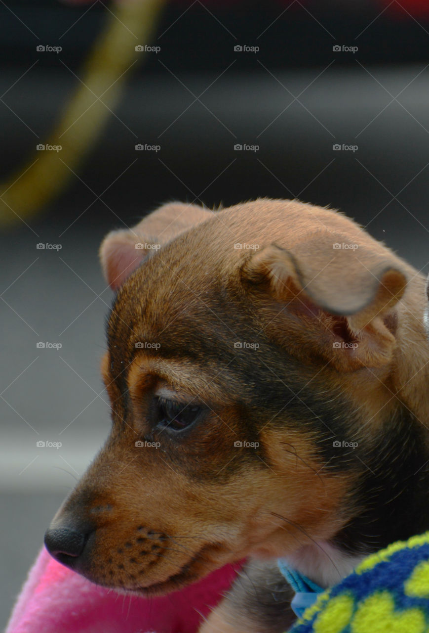 BABY ANIMALS: A baby animal can be a young cow to a dog or a baby chick! Most people consider a puppy a baby animal! Dogs are sometimes referred to as "man's best friend" because they are kept as domesticated pets and are usually loyal and like being around humans!