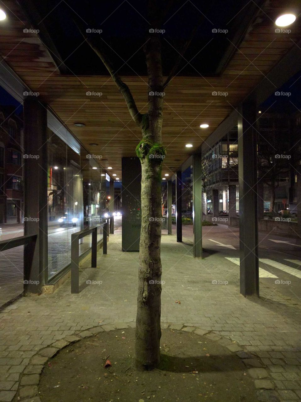 a tree forever waiting for a bus