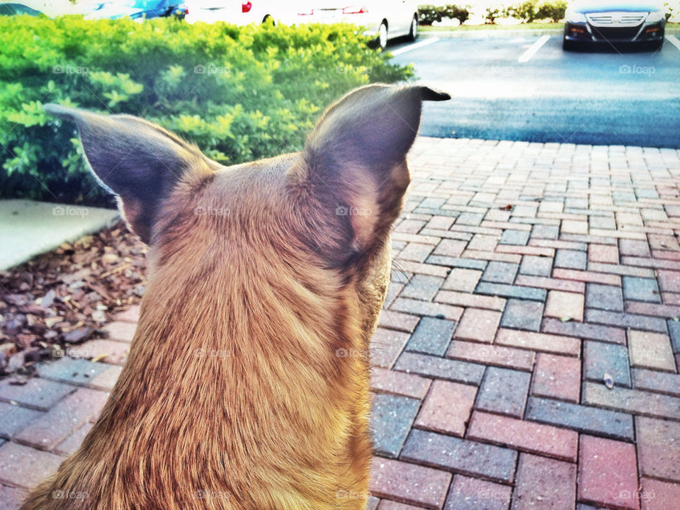 mandy schriver dog mans best friend sit by shawnhileman47