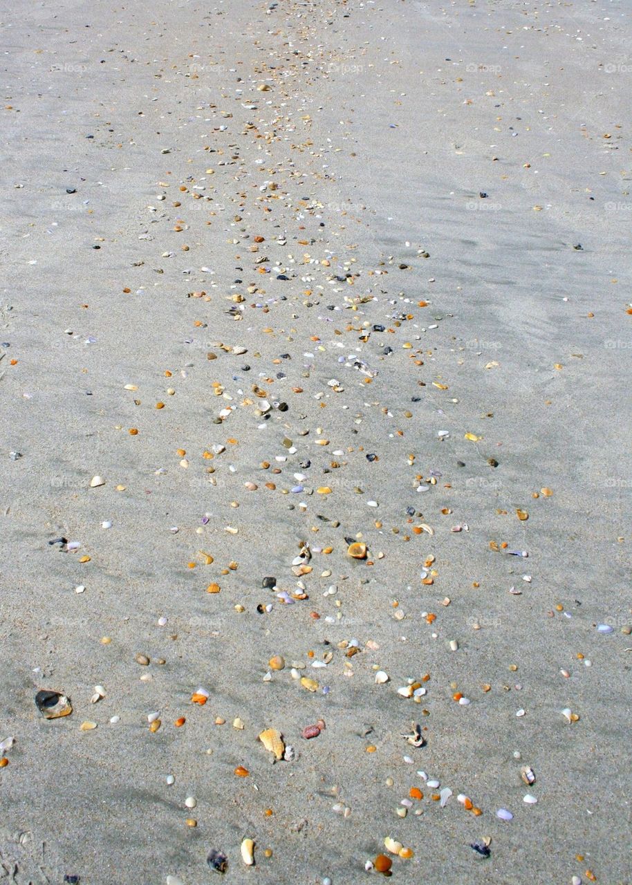 Seashell Path