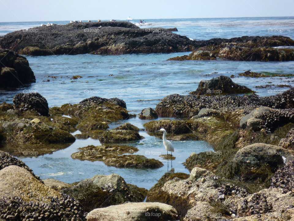 white water bird pool by kenglund