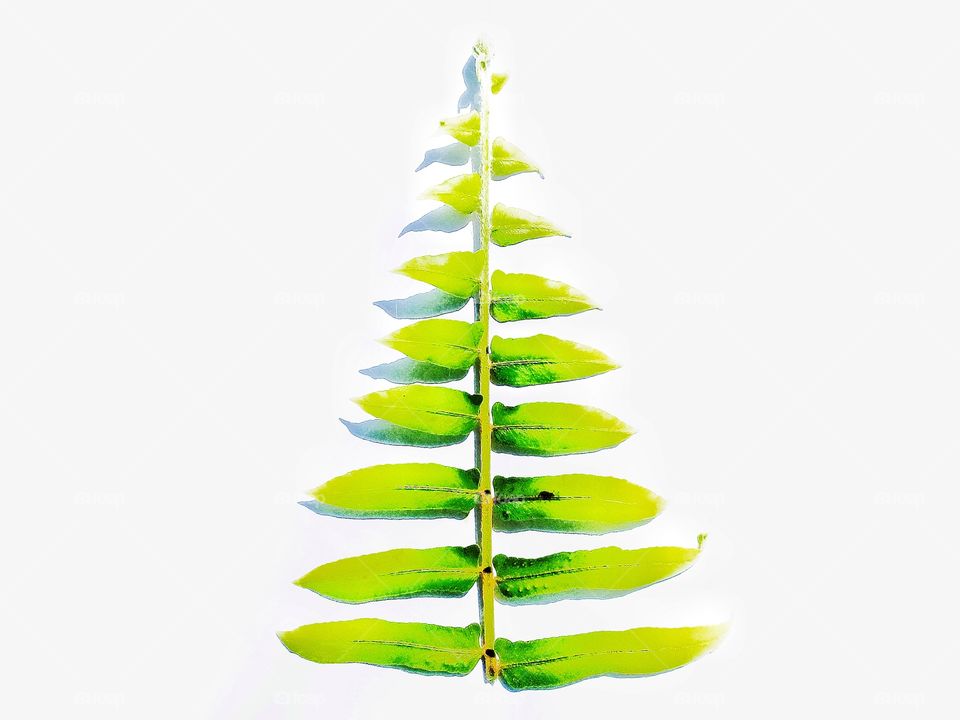 this leaf photo is suitable for commercial or editorial related to nature or greening