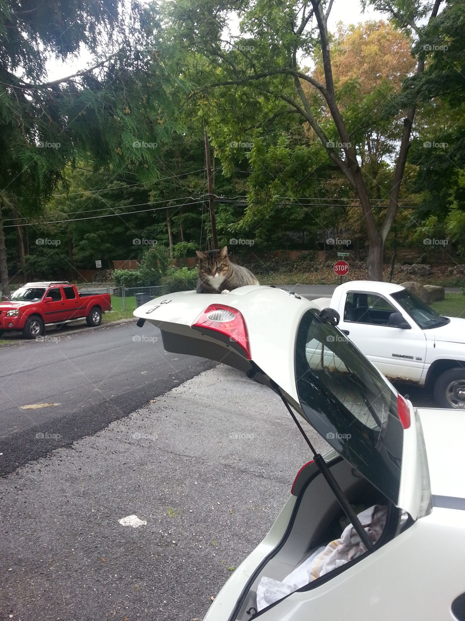Cat resting on the car