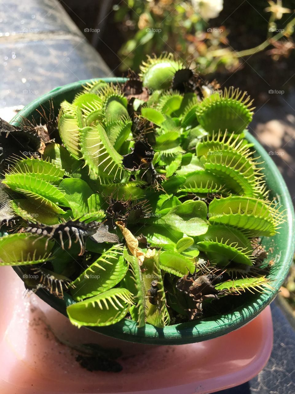 Venus fly trap plant with captured flies, exotic tropic succulent houseplant closeup 