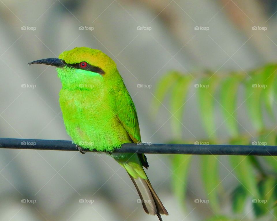 this is a cute bird Green be eater it's looking so cute wiyh