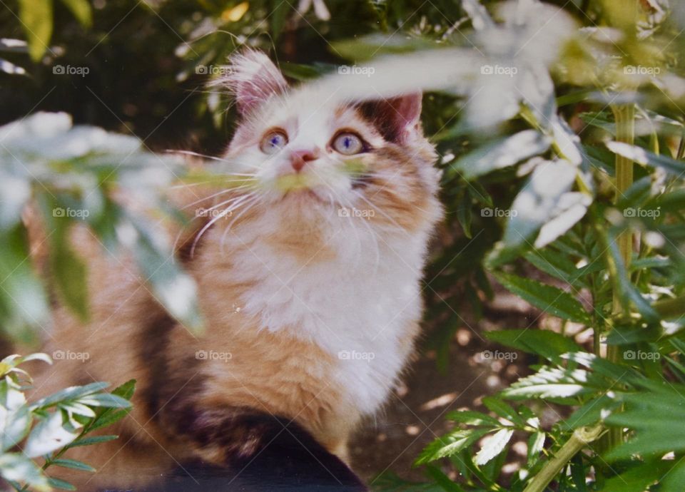 Calico kitten hiding among marigold leaves. Analog print photographed with my current camera