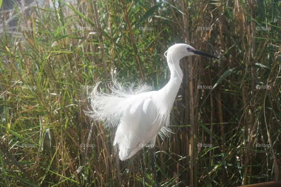 White#bird#nature