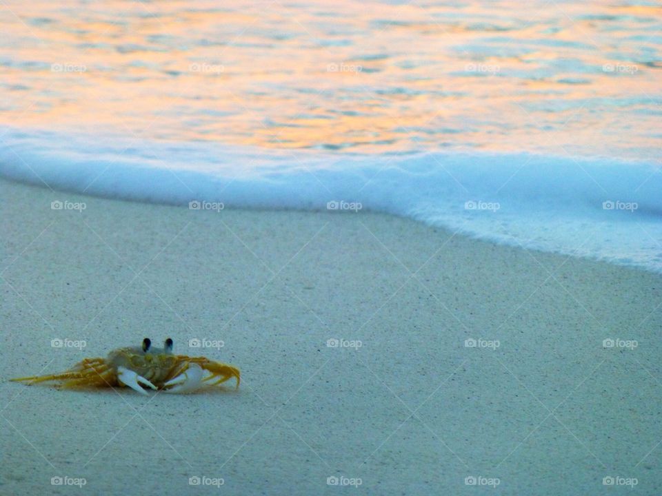 Beach with Crab at Sunrise