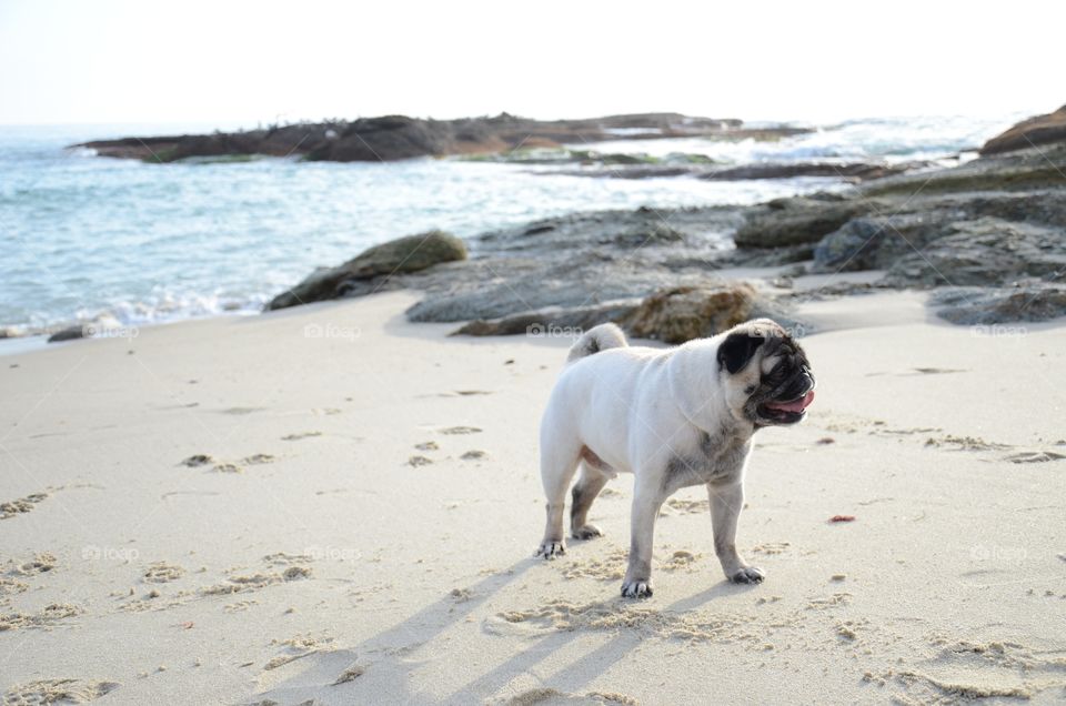 Pug on the beach