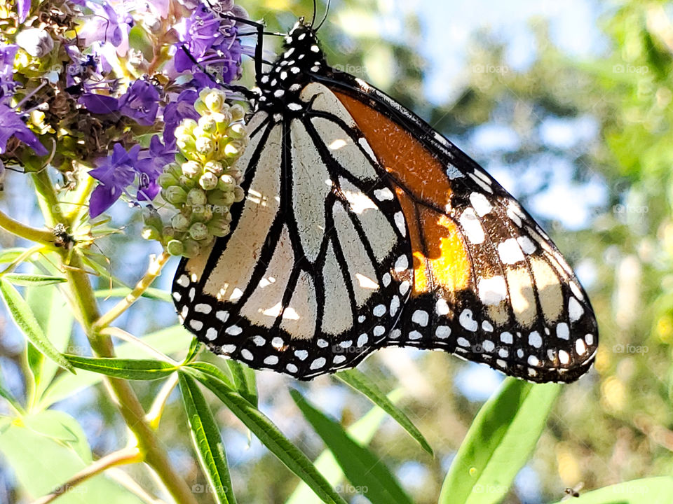 The endangered monarch butterfly migrates every fall. When the monarchs visit ... fall is here!