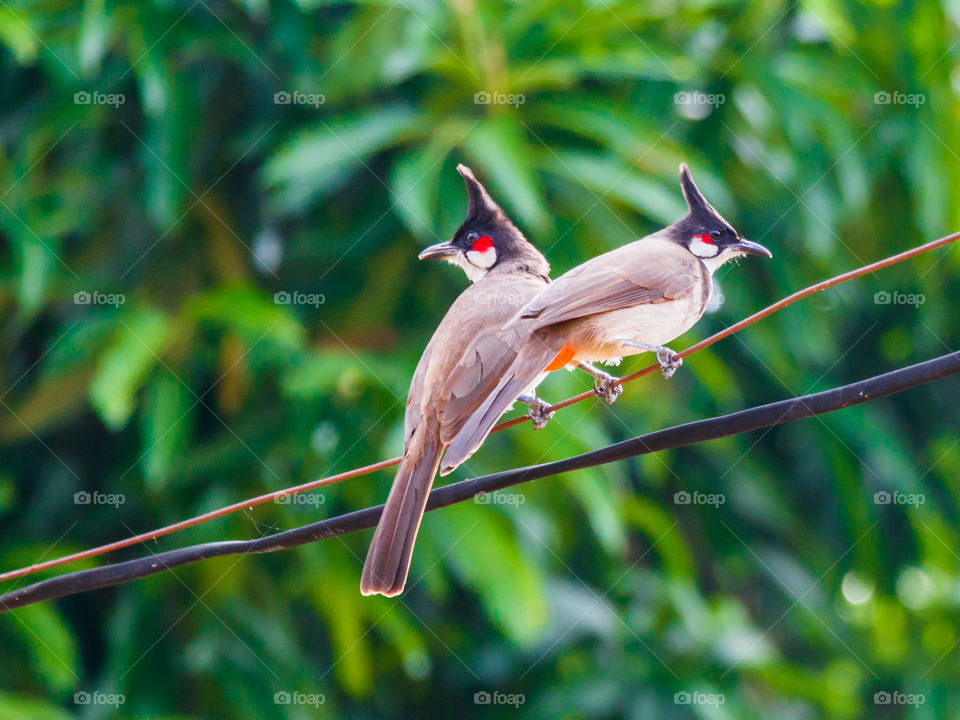 Red Whiskered Bulbul