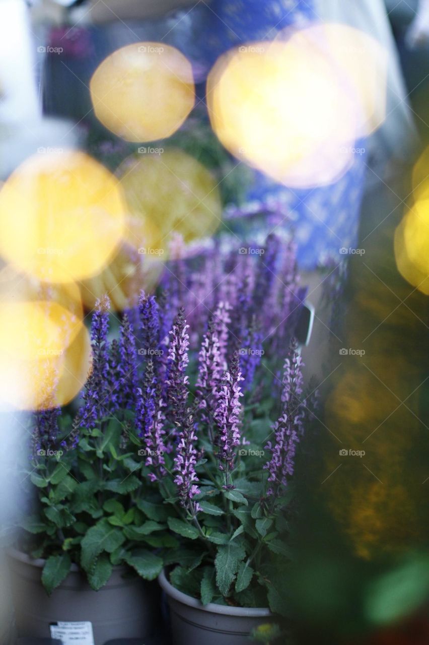 Bokeh 