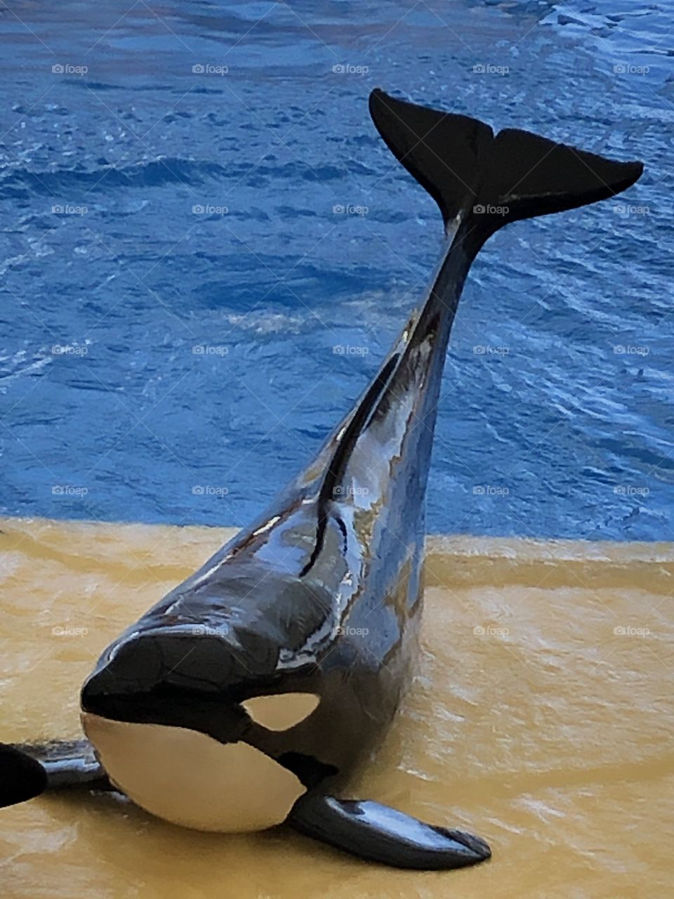 orca whale