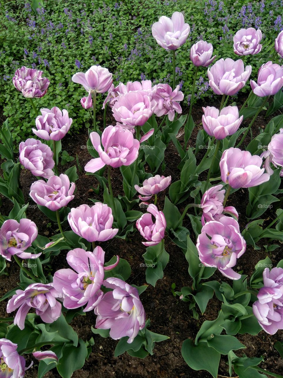 tulips flowers in the flowerbeds  spring time