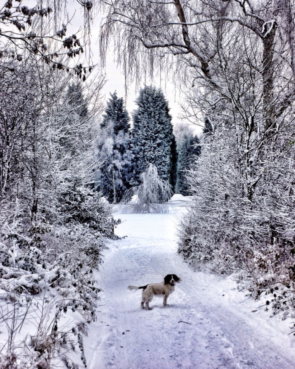 snow winter nature dog by yeadon